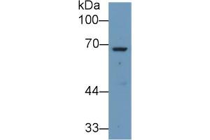 Western blot analysis of Human Liver lysate, using Rabbit Anti-Human ANGPT2 Antibody (1 µg/ml) and HRP-conjugated Goat Anti-Rabbit antibody (abx400043, 0. (Angiopoietin 2 Antikörper  (AA 24-165))
