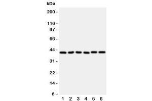 Western blot testing of WISP1 antibody and rat samples 1: heart (WISP1 Antikörper  (C-Term))