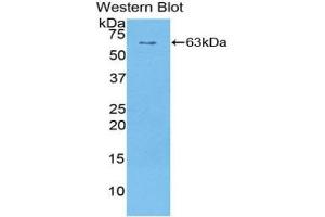 Detection of Recombinant SULF1, Human using Polyclonal Antibody to Sulfatase 1 (SULF1) (SULF1 Antikörper  (AA 609-871))