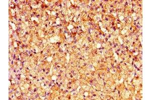 Immunohistochemistry of paraffin-embedded human adrenal gland tissue using ABIN7148633 at dilution of 1:100 (CRHR2 Antikörper  (AA 20-108))