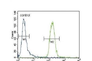 CYP3A4 Antibody (Center) ABIN392216 flow cytometric analysis of CEM cells (right histogram) compared to a negative control cell (left histogram). (CYP3A4 Antikörper  (AA 228-255))