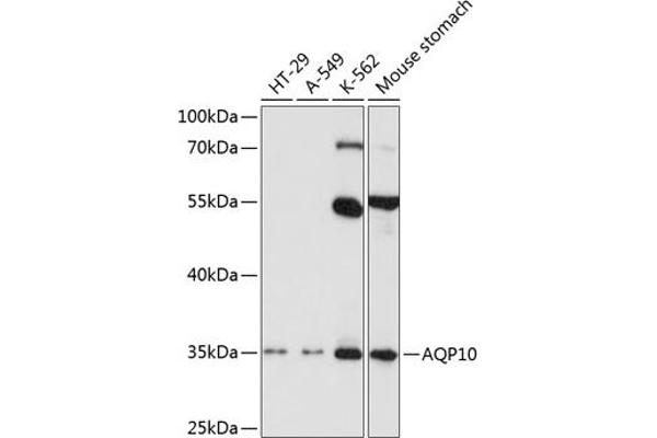 Aquaporin 10 Antikörper  (AA 209-301)