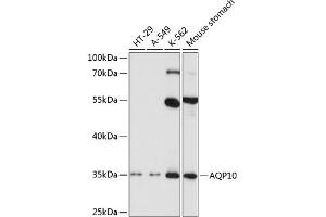 Western blot analysis of extracts of various cell lines, using  antibody (ABIN3016923, ABIN3016924, ABIN3016925 and ABIN6219882) at 1:1000 dilution.