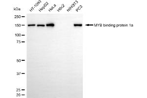 Western blotting analysis using MYB binding protein 1a antibody (ABIN7799502). (MYBBP1A Antikörper)