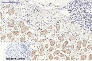 Immunohistochemical analysis of paraffin-embedded human stomach tissue.