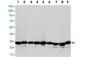 Western blot analysis using PHB monoclonal antobody, clone 5H7  against A-431 (1), MCF-7 (2), Jurkat (3), HeLa (4), HepG2 (5), A-549 (6), NIH/3T3 (7), COS-7 (8) and PC-12 (9) cell lysate.