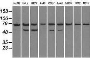 Western blot analysis of extracts (35 µg) from 9 different cell lines by using anti-HSPA9 monoclonal antibody. (HSPA9 Antikörper)