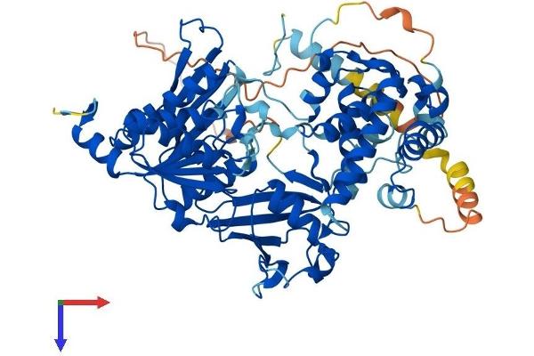 UBA2 Protein (AA 1-638) (His tag)