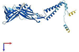 P2RX4 Protein (AA 1-388) (His tag)