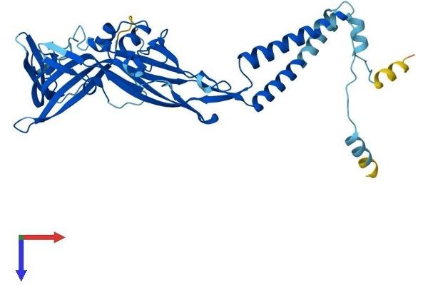 P2RX4 Protein (AA 1-388) (His tag)