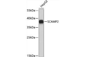Western blot analysis of extracts of HepG2 cells, using SC antibody (ABIN6133919, ABIN6147409, ABIN7101677 and ABIN7101678). (SCAMP2 Antikörper)