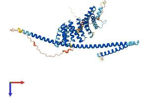 KLC1 Protein (AA 1-541) (His tag)