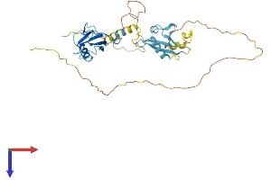 Doublecortin Protein (DCX) (AA 1-366) (His tag)