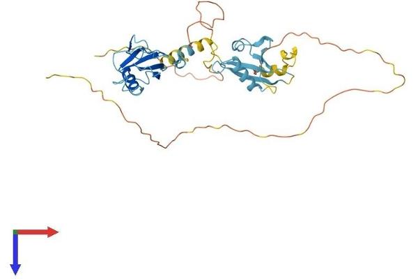 Doublecortin Protein (DCX) (AA 1-366) (His tag)