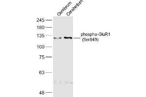 Lane 1: Mouse Cerebrum lysates Lane 2: Mouse Cerebellum lysates probed with phospho-GluR1 (Ser849) Polyclonal Antibody, Unconjugated  at 1:500 dilution and 4˚C overnight incubation. (Glutamate Receptor 1 Antikörper  (pSer849))