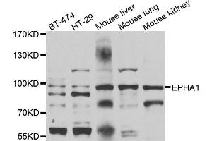 Western blot analysis of extracts of various cell lines, using EPHA1 antibody (ABIN4903585) at 1:1000 dilution. (EPHA1 Antikörper)