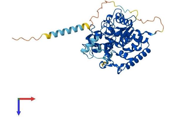 GAL3ST1 Protein (AA 1-423) (His tag)