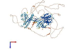 KSR2 Protein (AA 1-950) (His tag)