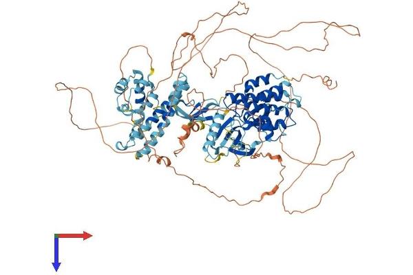 KSR2 Protein (AA 1-950) (His tag)
