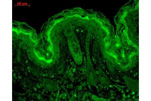 Immunohistochemistry analysis using Mouse Anti-CaMKII Monoclonal Antibody, Clone 6G9 . (CAMKII gamma Antikörper  (Atto 390))