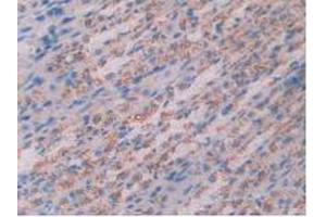 IHC-P analysis of Rat Stomach Tissue, with DAB staining. (Cathepsin D Antikörper  (AA 120-407))