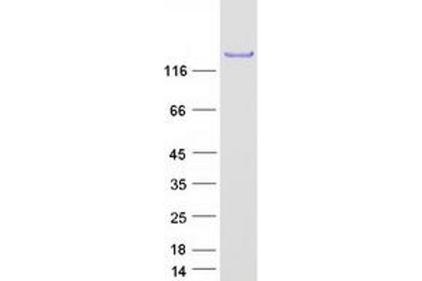 EPS15 Protein (Myc-DYKDDDDK Tag)