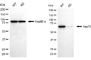 Western blotting analysis using Hsp70 antibody (ABIN7798851).