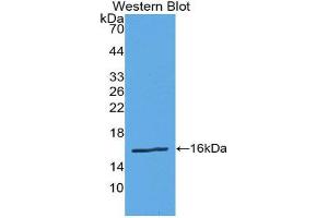 Western Blotting (WB) image for anti-Renin (REN) (AA 67-153) antibody (ABIN1860431) (Renin Antikörper  (AA 67-153))