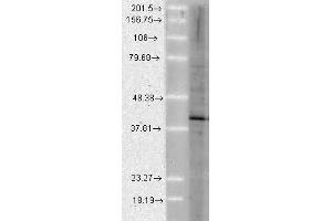 Aha1 Human Cell line Mix 10ug 1 in 1000. (AHSA1 Antikörper)