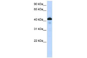 SFTPB antibody used at 1 ug/ml to detect target protein.