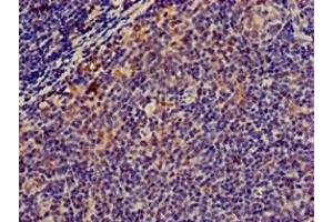 Immunohistochemistry of paraffin-embedded human lymph node tissue using ABIN7160365 at dilution of 1:100 (Musculin Antikörper  (AA 3-143))