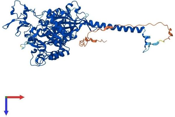 SLC3A1 Protein (AA 1-685) (His tag)