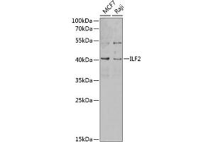 Western blot analysis of extracts of various cell lines, using ILF2 antibody (ABIN6128088, ABIN6142415, ABIN6142417 and ABIN6217271) at 1:1000 dilution. (ILF2 Antikörper  (AA 1-280))