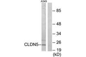 Western blot analysis of extracts from A549 cells, using Claudin 5 Antibody.