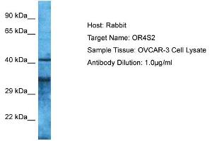 Host: Rabbit Target Name: OR4S2 Sample Type: OVCAR-3 Whole Cell lysates Antibody Dilution: 1.