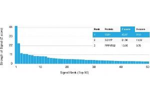 Analysis of Protein Array containing more than 19,000 full-length human proteins using Estrogen Receptor, alpha Mouse Monoclonal Antibody (ER506). (Estrogen Receptor alpha Antikörper  (AA 2-185))