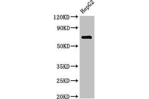 Western Blot Positive WB detected in: HepG2 whole cell lysate All lanes: ST6GALNAC1 antibody at 2. (ST6GALNAC1 Antikörper  (AA 36-249))