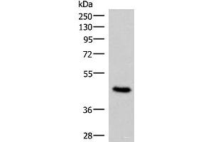 Western blot analysis of 293T cell lysate using COPS3 Polyclonal Antibody at dilution of 1:450 (COPS3 Antikörper)