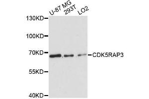Western blot analysis of extracts of various cell lines, using CDK5RAP3 antibody. (CDK5RAP3 Antikörper  (AA 1-300))