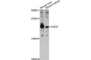Western blot analysis of extracts of various cell lines, using LMO2 antibody (ABIN6293053) at 1:3000 dilution. (LMO2 Antikörper)