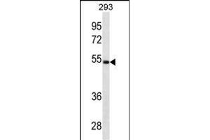LGMN Antibody (N-term) (ABIN1881495 and ABIN2838891) western blot analysis in 293 cell line lysates (35 μg/lane).