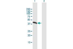 Western Blot analysis of NR1I3 expression in transfected 293T cell line by NR1I3 MaxPab polyclonal antibody. (NR1I3 Antikörper  (AA 1-352))