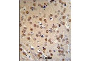 WTX Antibody (Center) (ABIN390467 and ABIN2840835) IHC analysis in formalin fixed and paraffin embedded mouse brain tissue followed by peroxidase conjugation of the secondary antibody and DAB staining. (WTX Antikörper  (AA 681-708))