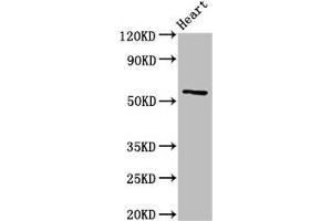 Western Blot Positive WB detected in: Rat heart tissue All lanes: CYP2A6 antibody at 3 μg/mL Secondary Goat polyclonal to rabbit IgG at 1/50000 dilution Predicted band size: 57 kDa Observed band size: 57 kDa (CYP2A6 Antikörper  (AA 86-267))