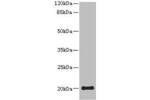 Western blot All lanes: PPP3R2 antibody at 9. (Calcineurin B Antikörper  (AA 1-170))