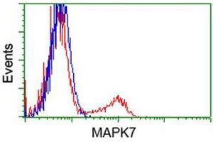 HEK293T cells transfected with either RC203506 overexpress plasmid (Red) or empty vector control plasmid (Blue) were immunostained by anti-MAPK7 antibody (ABIN2454019), and then analyzed by flow cytometry. (MAPK7 Antikörper)