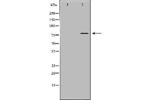 Western blot analysis of extracts of HeLa , using OCT1 antibody. (POU2F1 Antikörper  (Internal Region))