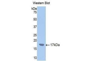 Western Blotting (WB) image for anti-Cytochrome P450, Family 2, Subfamily E, Polypeptide 1 (CYP2E1) (AA 378-493) antibody (ABIN1077692) (CYP2E1 Antikörper  (AA 378-493))