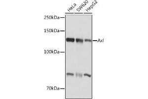 Western blot analysis of extracts of various cell lines, using Axl antibody (ABIN7265804) at 1:1000 dilution. (AXL Antikörper)