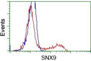 Image no. 3 for anti-Sorting Nexin 9 (SNX9) antibody (ABIN1501046) (SNX9 Antikörper)